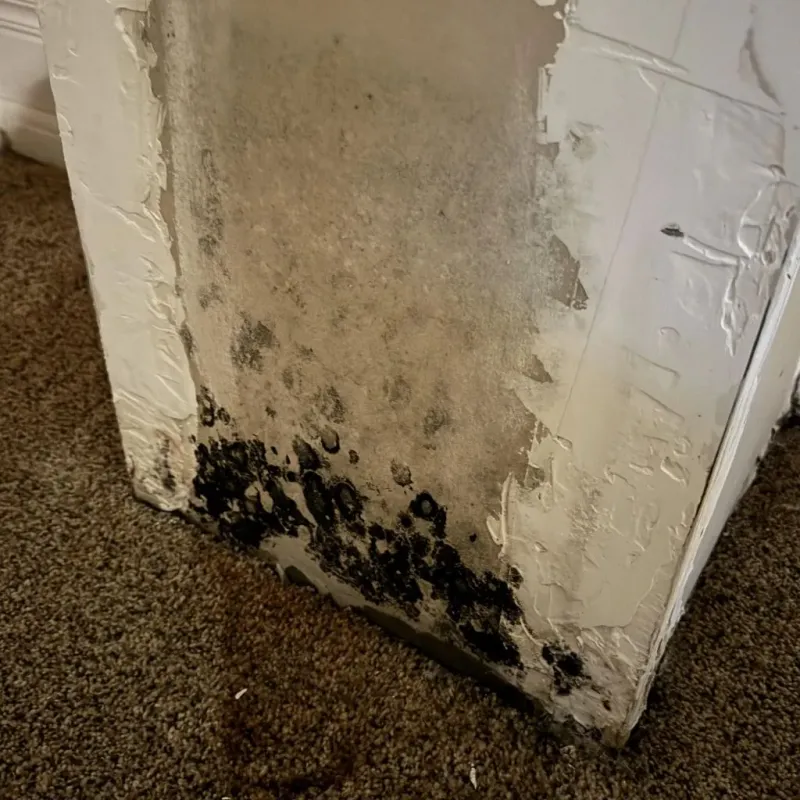 Professional Mold Removal in Saint Paul, TX